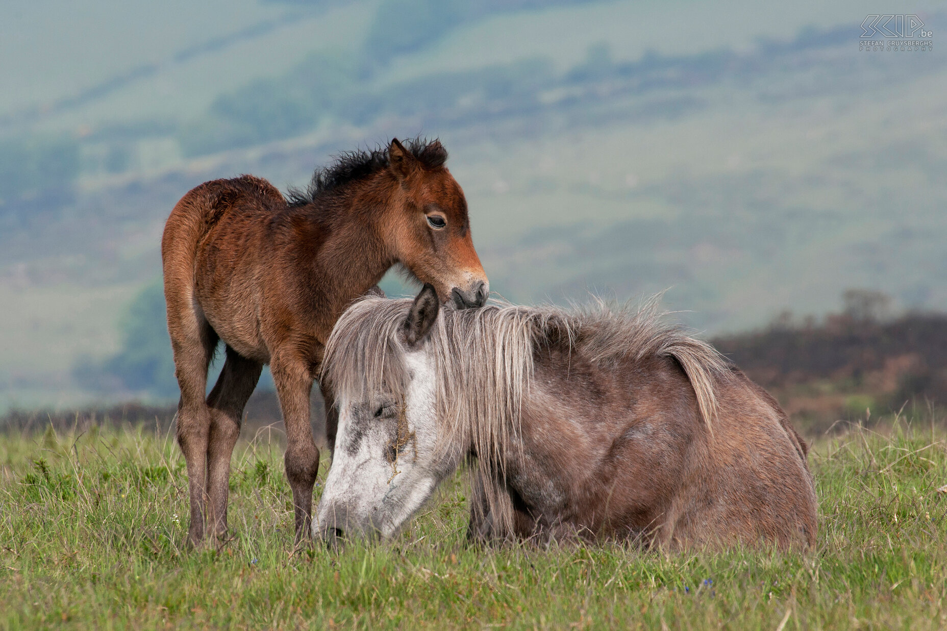 Dartmoor - Pony's Half wilde pony's in Dartmoor NP. Stefan Cruysberghs